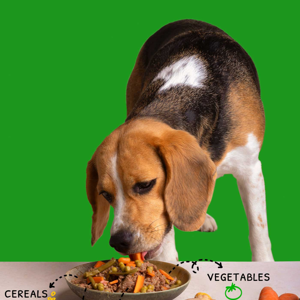 comiendo-perro