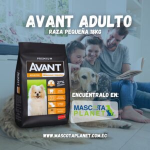 Avant Adulto Raza Pequeña