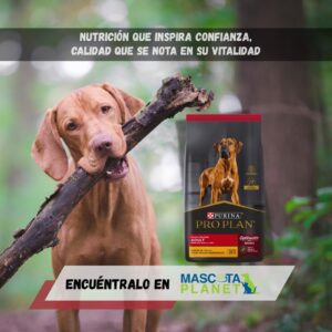 PRO PLAN ADULTO RAZAS GRANDES