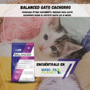 BALANCED GATITO KITTEN