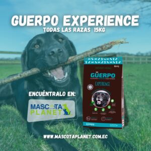 Guerpo Senior Experience