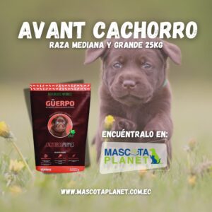 Guerpo Cachorro Medianos y Grandes