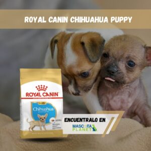 ROYAL CANIN CHIHUAHUA CACHORRO