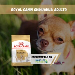 ROYAL CANIN CHICHUAHUA ADULTO