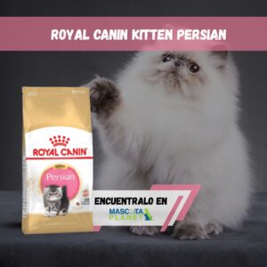 ROYAL CANIN KITTEN PERSIAN