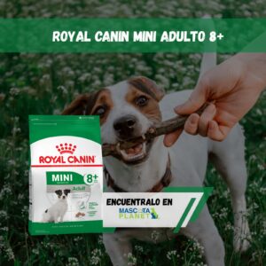 ROYAL CANIN MINI ADULT SENIOR 8+