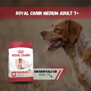 ROYAL CANIN MEDIUM ADULT SENIOR 7+