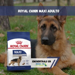 ROYAL CANIN MAXI ADULT