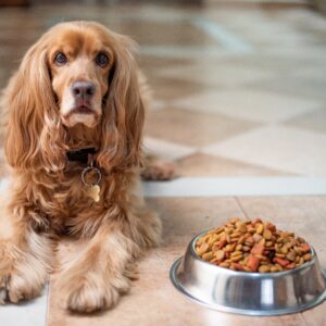 Comida para perros