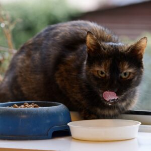 Comida para gatos
